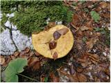 Planina Blato - Planina pod Mišelj vrhom